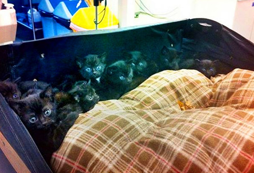 女子散步时听到异常的响声 查看后发现凄凉一幕