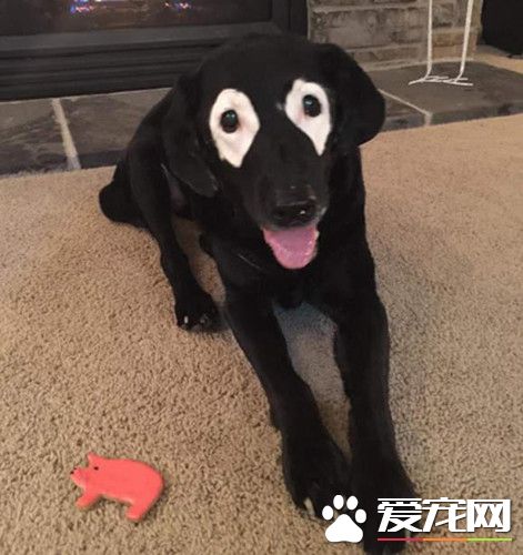 拉布拉多犬长着白眼圈 曾被认为是一张海盗脸