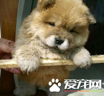 小狗进家后，要避免的10个错误做法