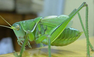 蝈蝈的生活环境 喜栖息于田野或庄稼地