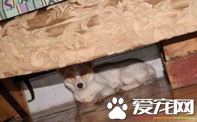 如果看见小狗在屋中大小便，可以打狗狗吗？