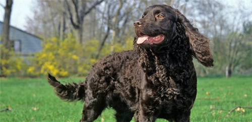 美国水猎犬