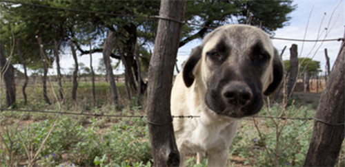 安纳托利亚牧羊犬