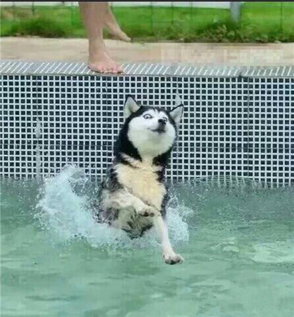 当哈士奇被主人扔下水的那一刻，脸上写满了卧槽！！！