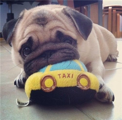 看那一脸邹起来的委屈神情！我心软了！ 。