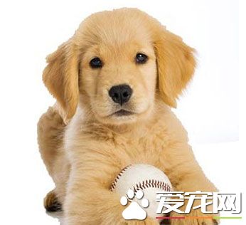 狗狗训练最好的时期是什么时候？