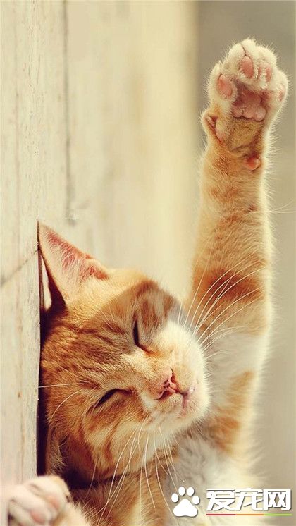 过来牵着朕，起不来了！