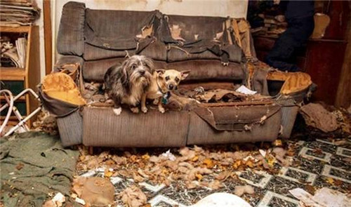 面对21只狗狗同时撕家 房东直接哭晕在厕所