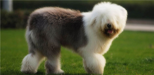 古代英国牧羊犬