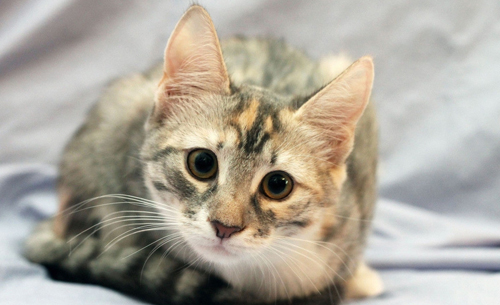 隔离新猫可以防止猫咪打架