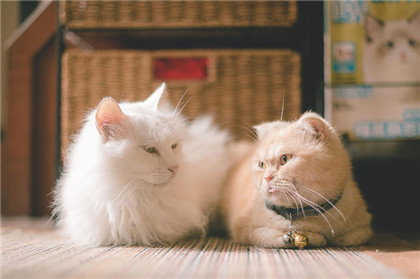 你看着我，我看着你！