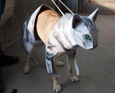 邻居都养猫而他养狗 为融入环境把狗打扮成猫