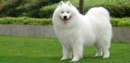 萨摩耶犬