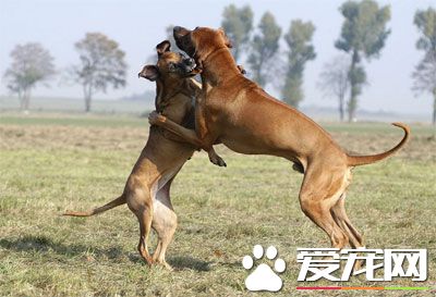 如何阻止狗狗总和别的狗打架呢？