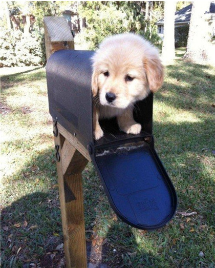 喂，谁家的狗啊，快来签收呢