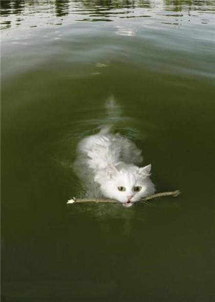 猫也会游泳么？