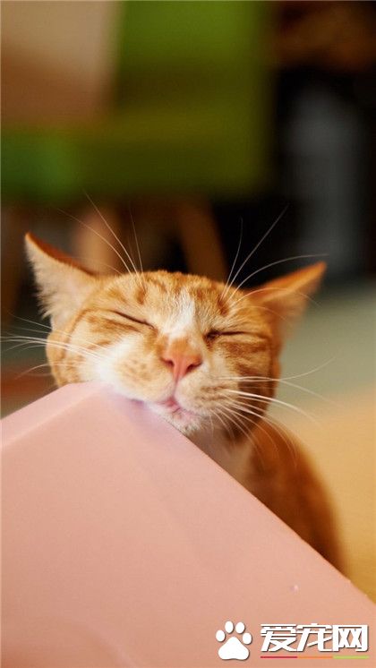 别打扰朕睡觉！