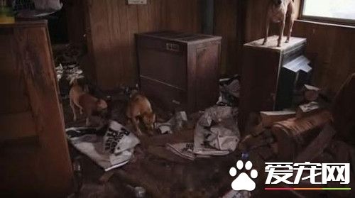 废弃屋子里传出狗哭声 竟是宠物狗养殖窝点