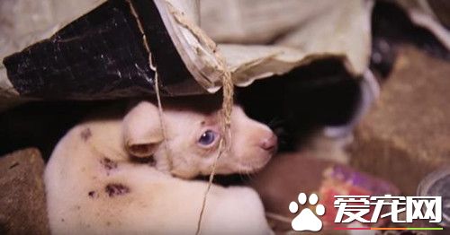 废弃屋子里传出狗哭声 竟是宠物狗养殖窝点
