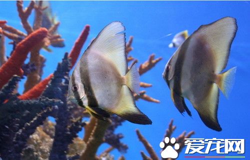 用纯净水养鱼行吗 换水和开缸的时候可以