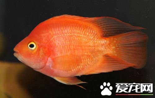 鱼缸养鱼怎样消毒 鱼缸消毒注意的地方