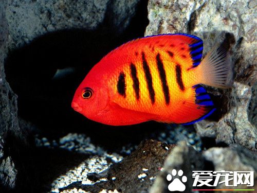 鱼缸养鱼养几条好 可根据传统的风水学