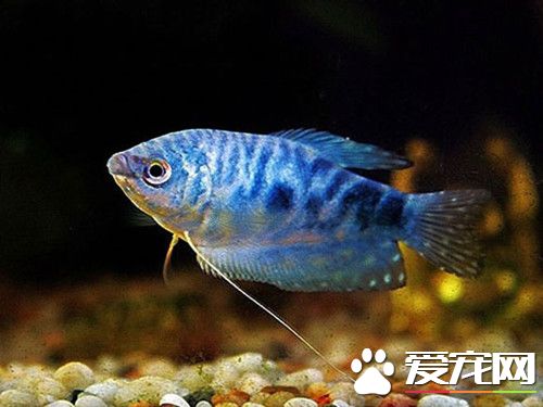 养鱼的条数有什么讲究 十二属相各有养鱼吉位