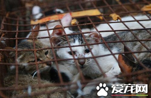 男子上街发现前方叫声不断 让人无比心酸