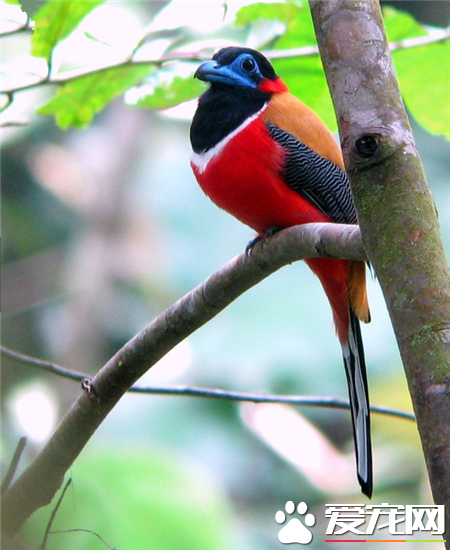 世界上最美的鸟是什么鸟 世界上最美的20种鸟