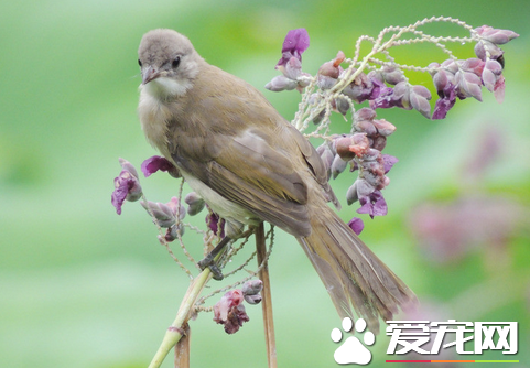 鸟拉肚子是怎么回事 饲喂的食物与天气变化易导致