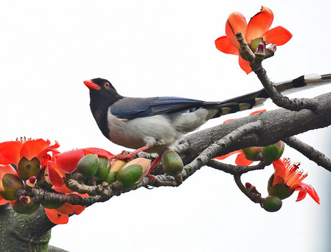 什么鸟能训练 其实很多鸟都可以用来训练的