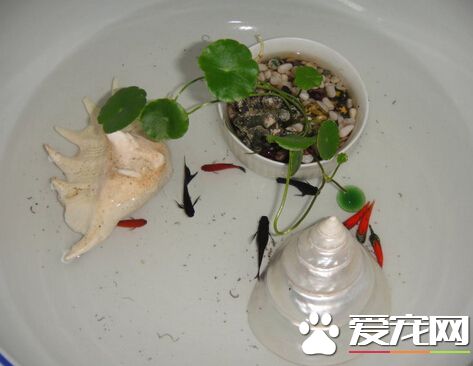 自来水为什么不能直接养鱼 含有氯等消毒剂