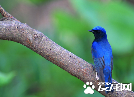 家养什么鸟好 据个人的爱好选择相应的品种
