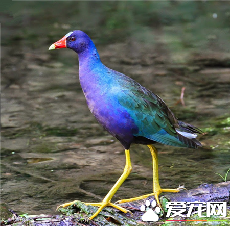 世界上最美的鸟是什么鸟 世界上最美的20种鸟