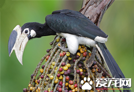 世界上最美的鸟是什么鸟 世界上最美的20种鸟