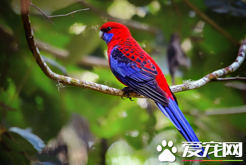 如何挑选宠物鸟 从6个方面挑选健康的宠物鸟