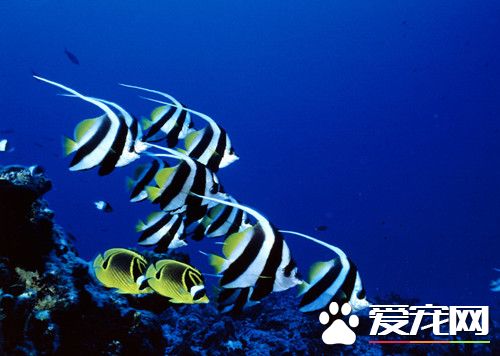 家庭鱼缸养鱼风水 首先从鱼缸的选择