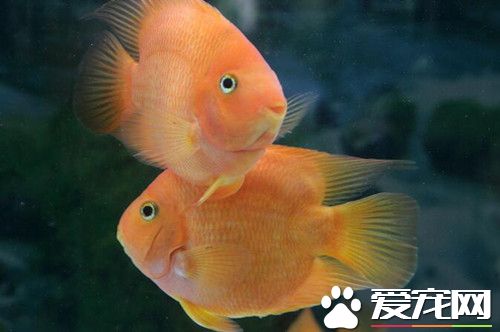 陶瓷鱼缸如何养鱼 首先注意鱼的密度