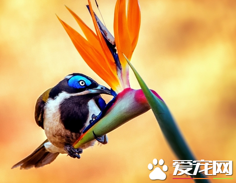 宠物鸟多少钱 一般从几十元到几十万元不等