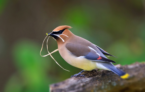 小鸟拉肚子怎么办 选用庆大霉素等药物来治疗