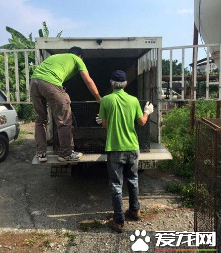 阿伯为宠物操劳一生 去世后51只狗狗被收养