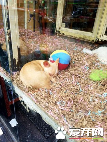 废弃屋子里传出狗哭声 竟是宠物狗养殖窝点