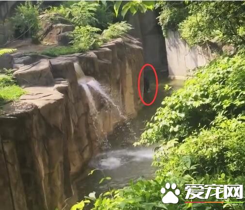 小男孩不慎跌入猩猩园中 发生的事情让人冒汗