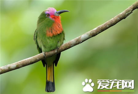 世界上最美的鸟是什么鸟 世界上最美的20种鸟