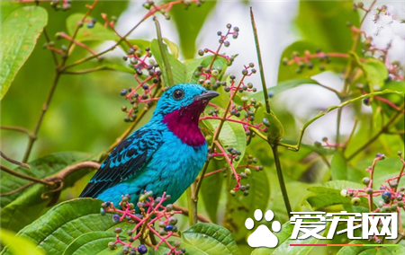 世界上最美的鸟是什么鸟 世界上最美的20种鸟