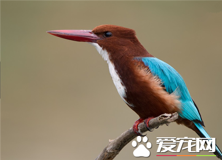 世界上最美的鸟是什么鸟 世界上最美的20种鸟