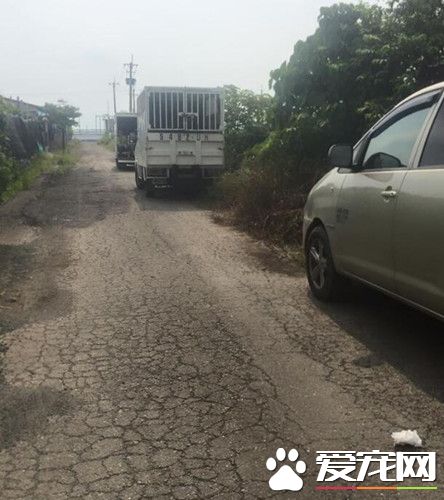 阿伯为宠物操劳一生 去世后51只狗狗被收养