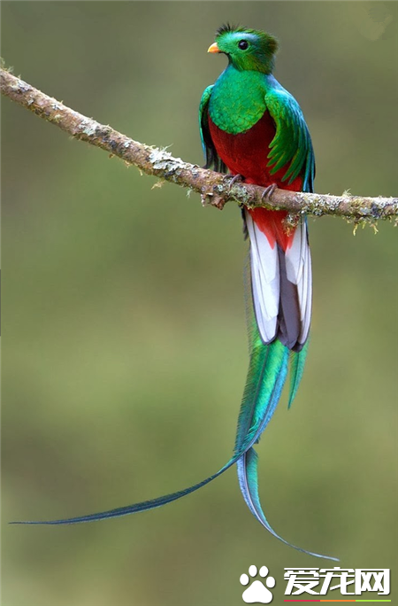 世界上最美的鸟是什么鸟 世界上最美的20种鸟