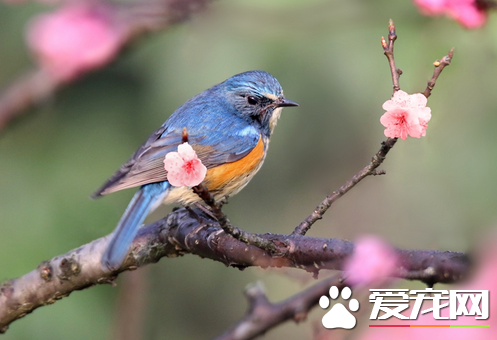 鸟拉稀吃什么 注意饲料与饮食的清洁鸟的体温
