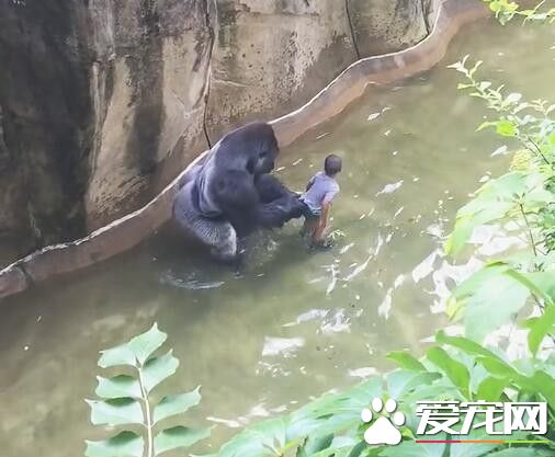 小男孩不慎跌入猩猩园中 发生的事情让人冒汗